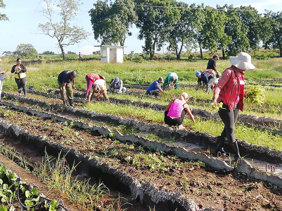 Apoyan camagüeyanos tareas del programa agroalimentario (+ Fotos) – Radio  Camagüey