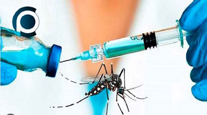 Comienzan estudios preclínicos del candidato vacunal cubano contra el dengue