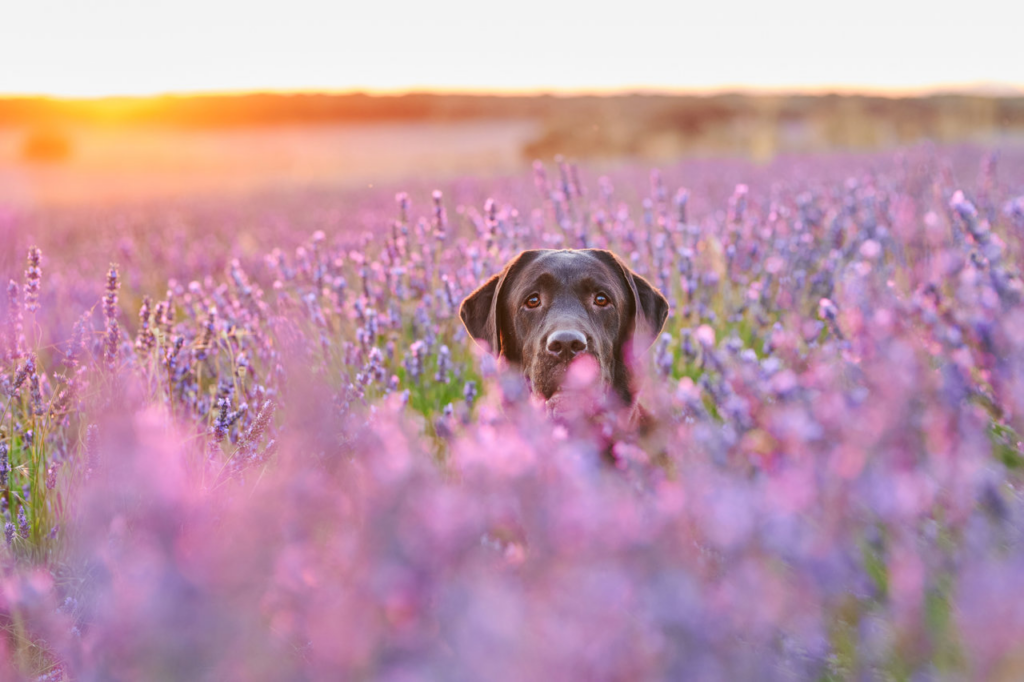 Perro entre flores
