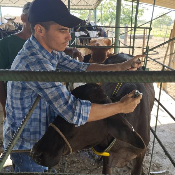 Proyecto internacional para mejorar la producción de leche vacuna