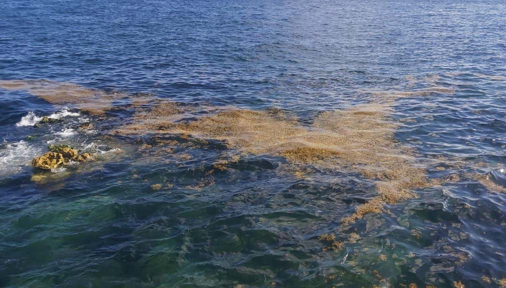 Arribazón de Sargazo a las costas: Una disyuntiva ambiental