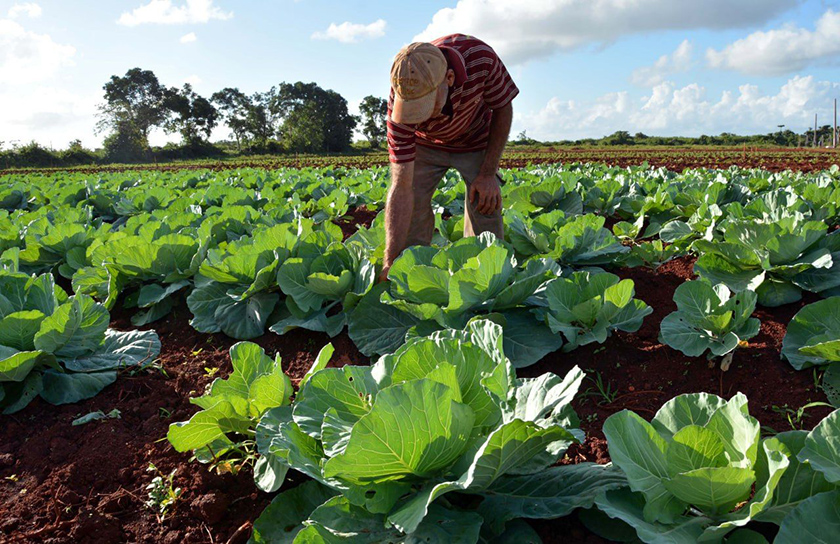 Profundizarán en Camagüey sobre Ley de Soberanía Alimentaria