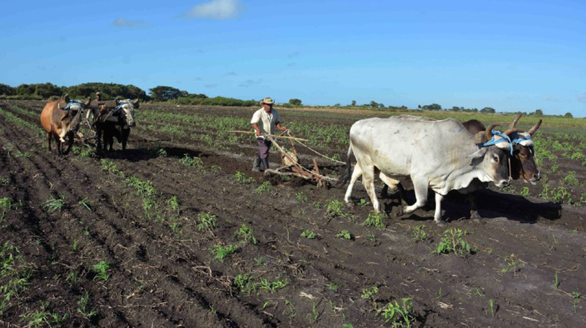 Se trabaja en Camagüey para incrementar la producción de alimentos