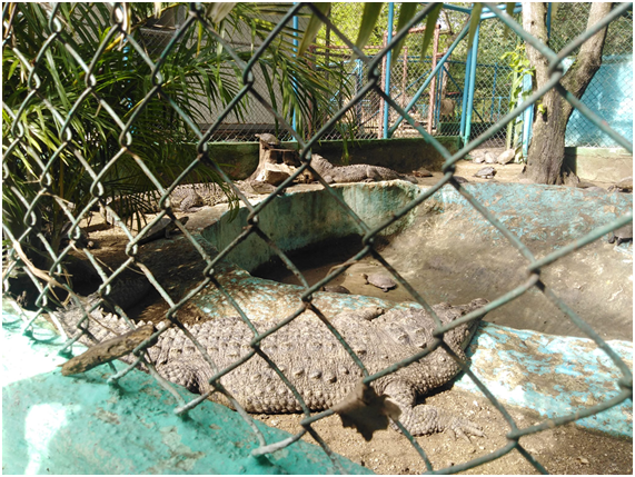 Afectado en Camagüey Parque Zoológico por intensas lluvias