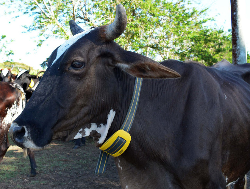 Difunden en Camagüey prácticas modernas de manejo en la ganadería