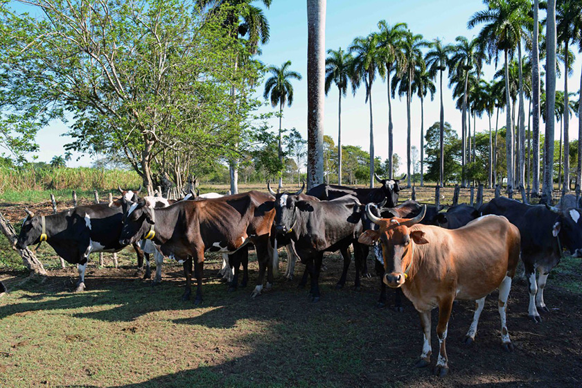 Modern management practices in livestock are disseminated in Camagüey