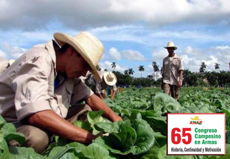 Trabaja organización campesina en Camagüey para incrementar producciones y bajar precios