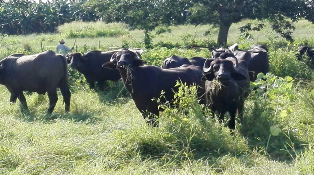 Aspira cooperativa camagüeyana convertirse en la mejor de su tipo en el país