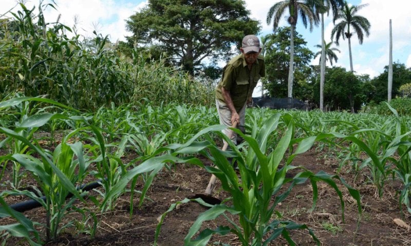 Agriculture in Camagüey advances in the bankarization process