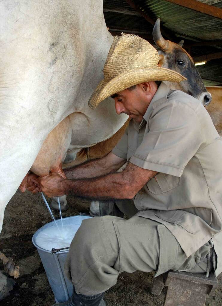 Cooperativa campesina entrega a la industria medio millón de litros de leche