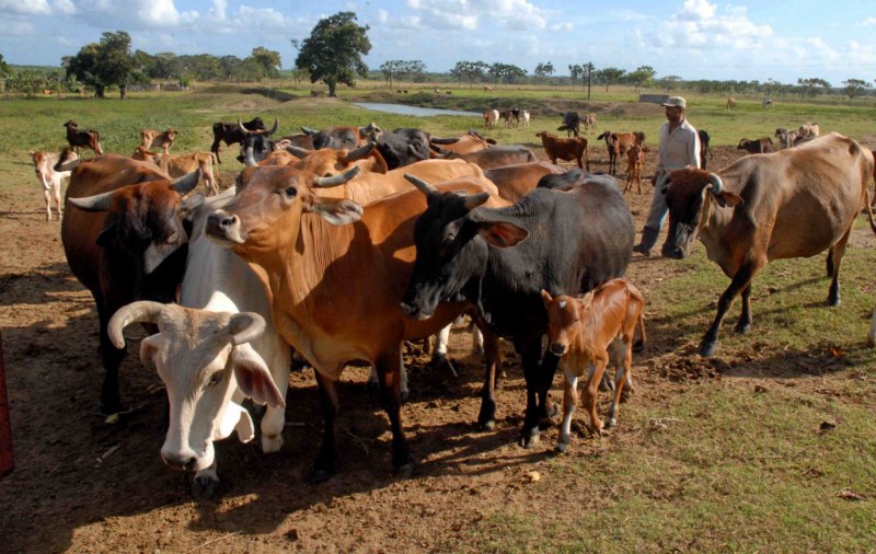Chequean en Camagüey marcha de la producción de alimentos