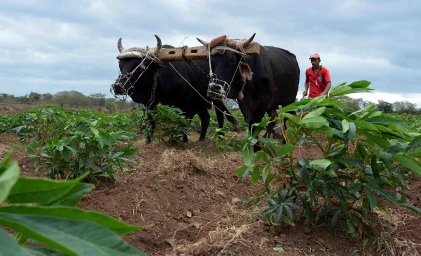 Agricultura en Camagüey avanza en proceso de bancarización