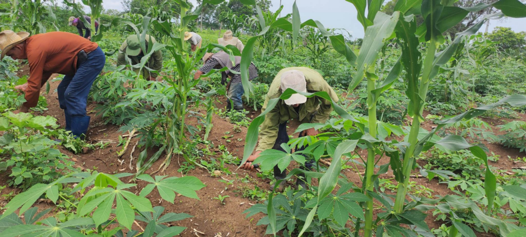 Se trabaja en Camagüey para incrementar la producción de alimentos agropecuarios