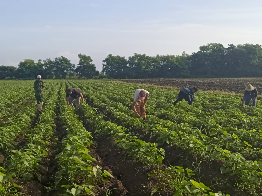 Evalúan en Camagüey acciones para incrementar la producción de alimentos