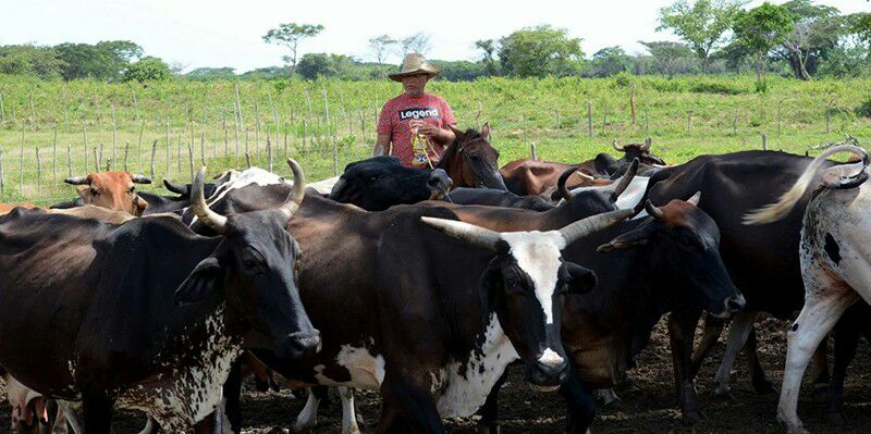 Trabajan en Camagüey para recuperar los polos productivos
