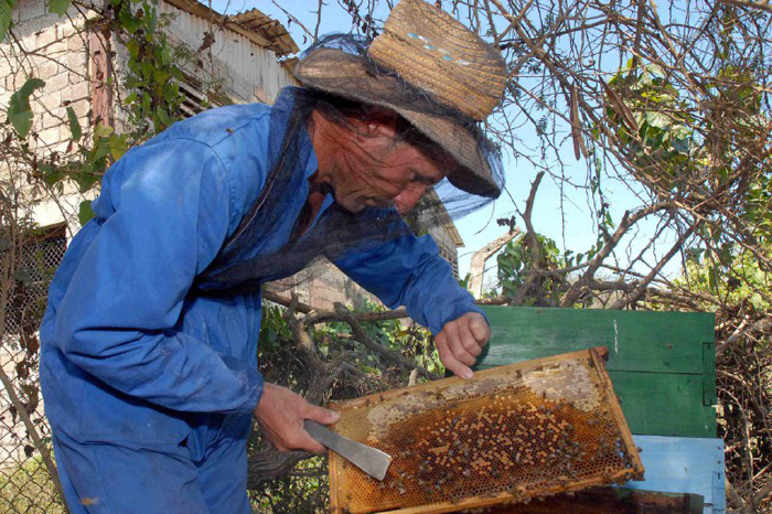 Aspira Camagüey a elevar la obtención de miel de abejas 
