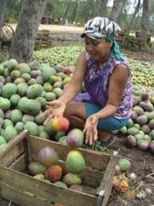 A gender approach to agricultural development is applied in Camagüey