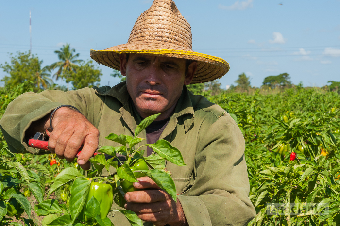 Camagüey trabaja para incrementar la producción de alimentos