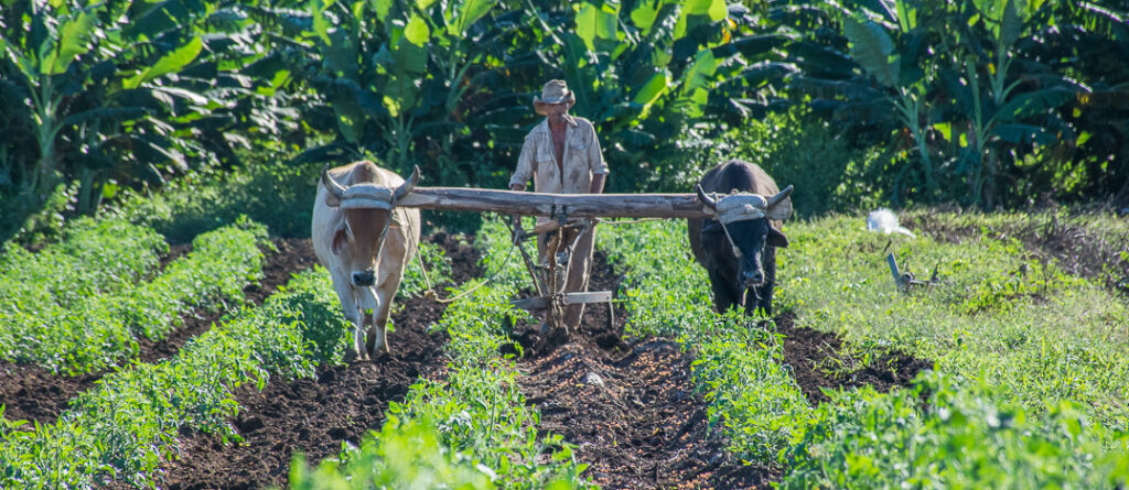 Impulsan camagüeyanos tareas por aniversario de la Ley de Reforma Agraria