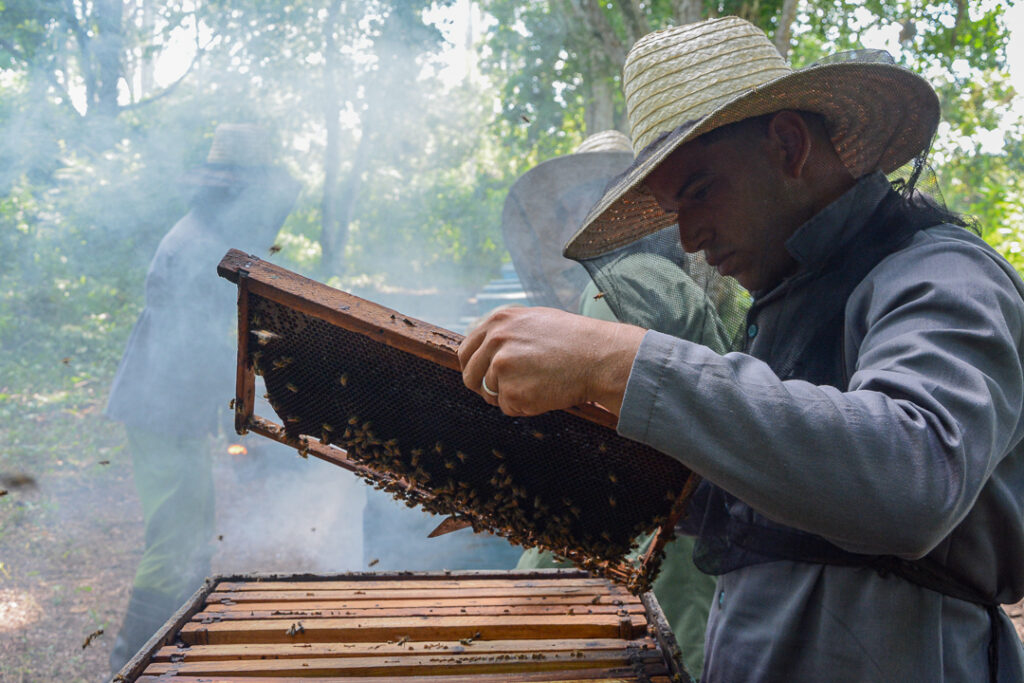 Camagüey aspires to increase the production of bee honey