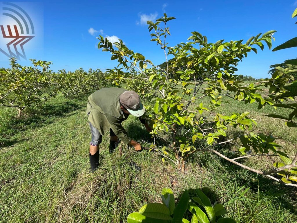Camagüey’s Farm for remaining at the forefront of production