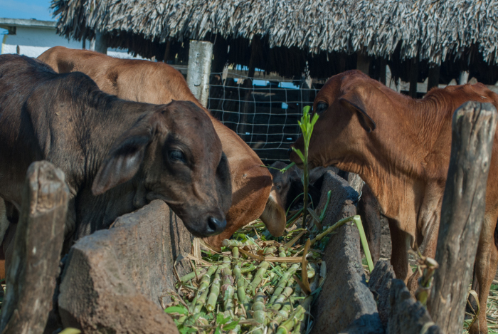 Camagüey works to increase food production