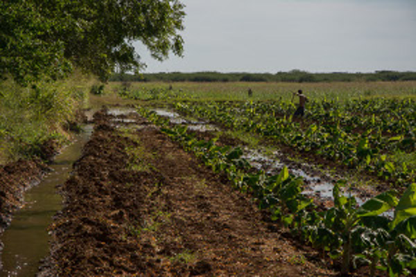 Retos de la agricultura: Atraer productores al campo y sembrar