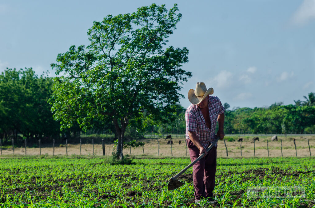 Se esfuerza Camagüey para incrementar la producción de alimentos