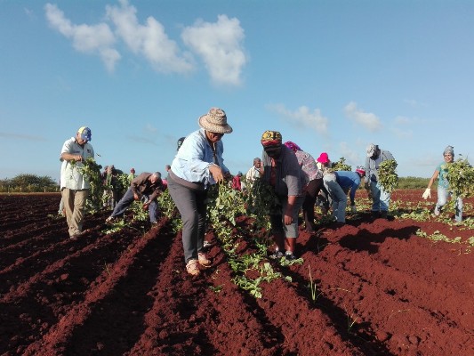 Trabaja la Agricultura en Camagüey por mejores resultados