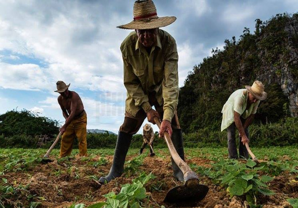 Campesinos camagüeyanos saludan nuevo aniversario de Ley de Reforma Agraria