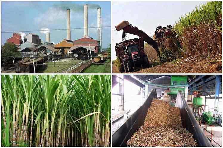 Cuba presenta alianza internacional para agroindustria de caña de azúcar resiliente