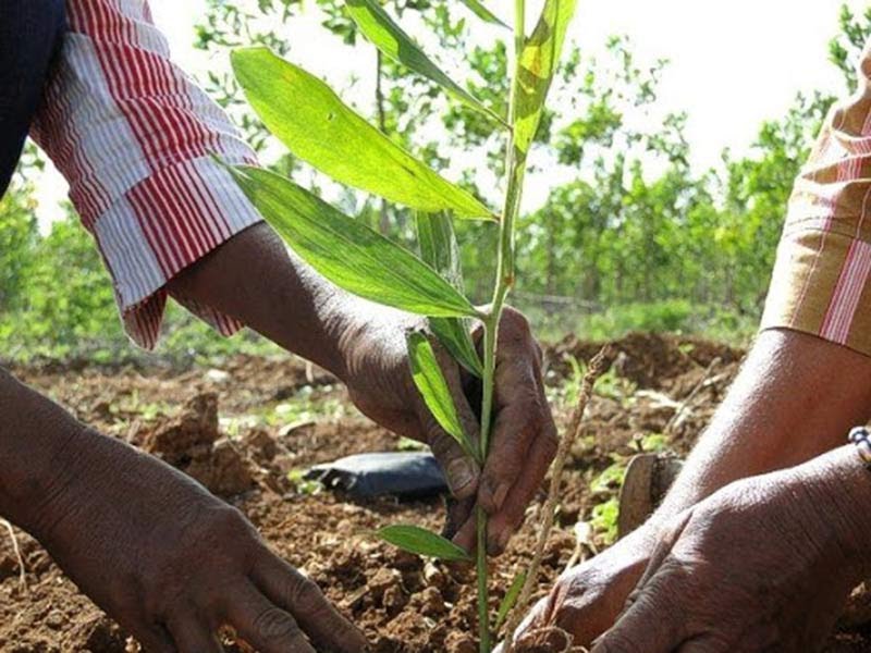 Se fortalecen en Camagüey vínculos entre órganos de la Agricultura