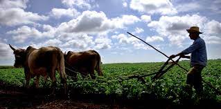 Impulsarán campesinos camagüeyanos tareas por aniversario de la Ley de Reforma Agraria