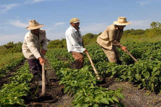 Camagüey peasants will promote tasks for the new anniversary of the Agrarian Reform law