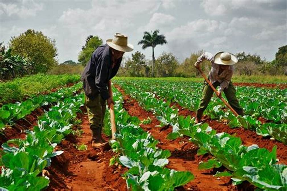 Presidente cubano llama a consolidar producción de alimentos