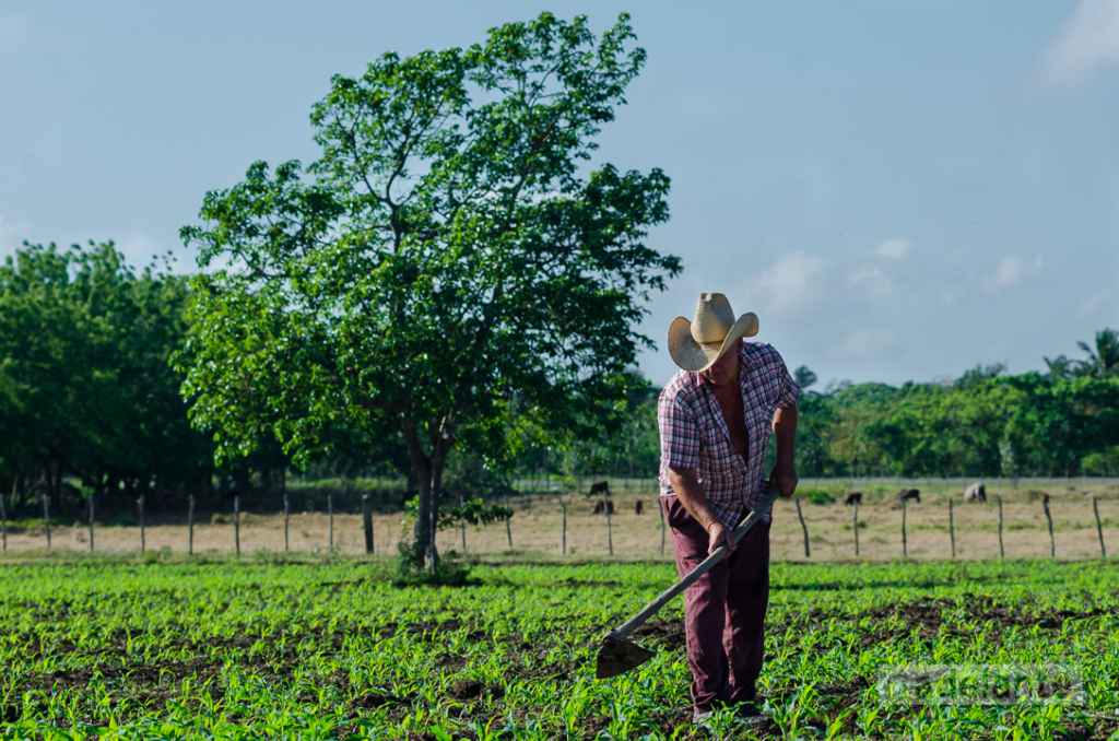 Camagüeyanos asumen desafío de cumplir campaña de primavera en la agricultura