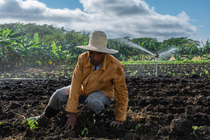 Verificarán en Camagüey el uso y legalidad de la tierra y la masa ganadera
