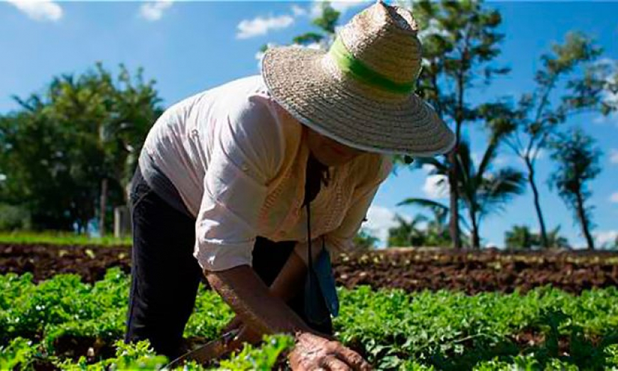 Mujeres de Camagüey encabezan trabajo productivo