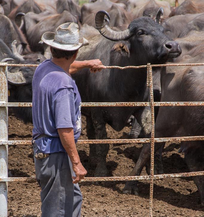 Cooperativa campesina camagüeyana fortalece su estructura