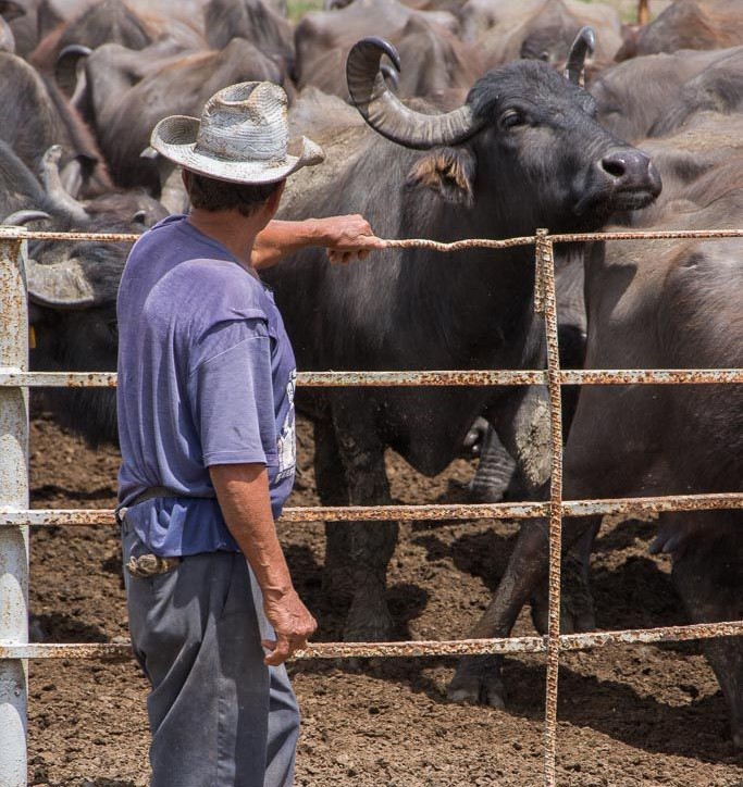 Cooperativa campesina camagüeyana fortalece su estructura