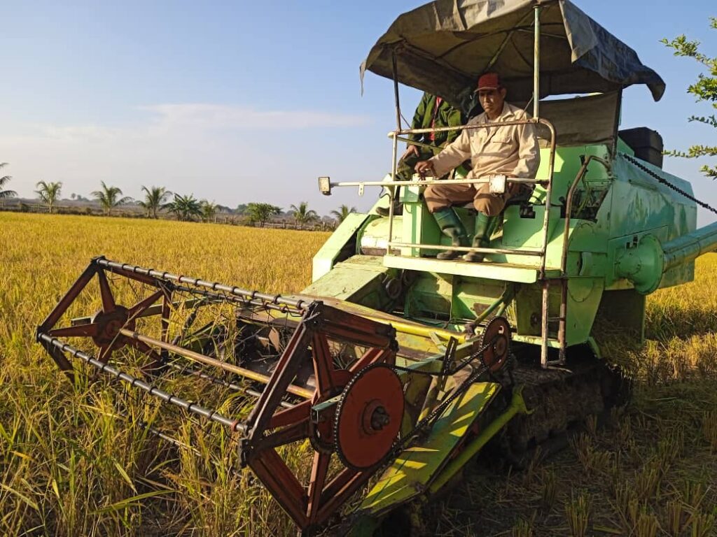 Cuban Vice President evaluates the potential of rice production in Camagüey