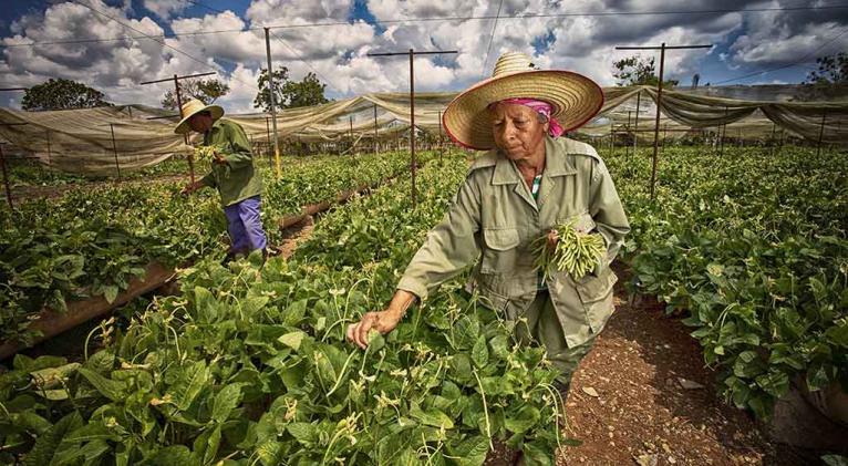 Camagüey: Provincial Agricultural Plenary promises efficiency and sustainability