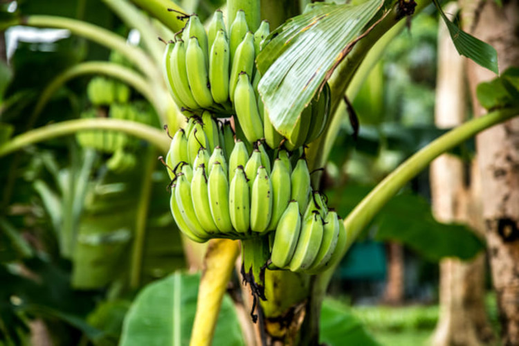 Exportable items in Camagüey's agriculture