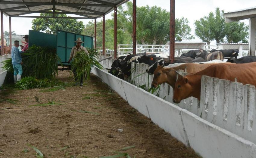 Consolidan en Camagüey centros de desarrollo de novillas