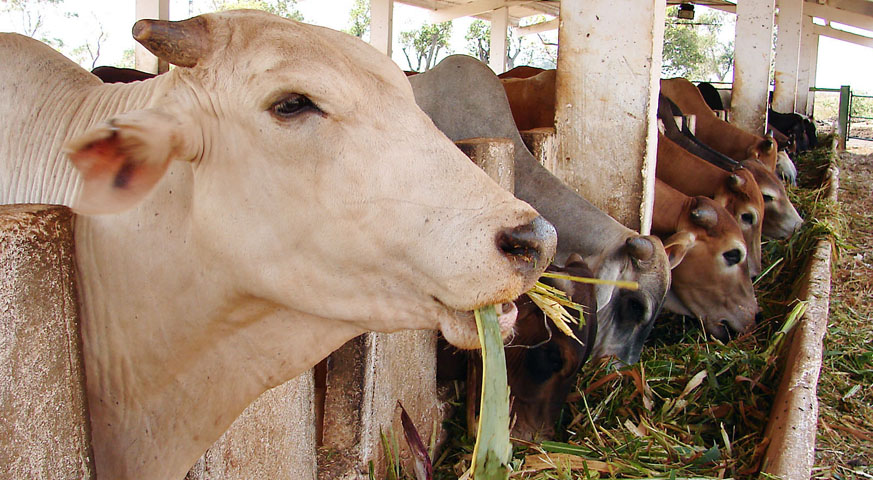 Heifer development centers are consolidated in Camagüey