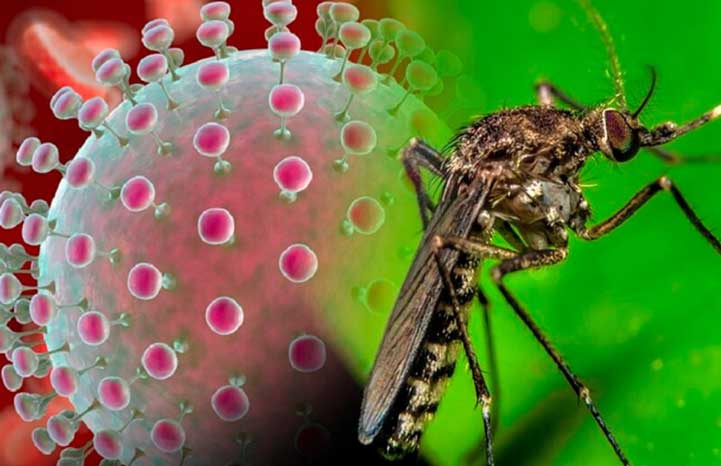 Sugieren más medidas contra el virus del Oropouche