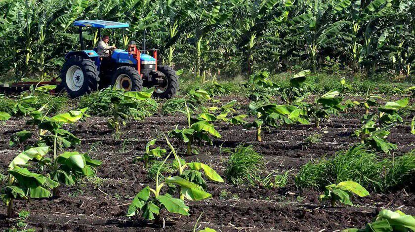 En Camagüey se trabaja para mejorar la producción de alimentos