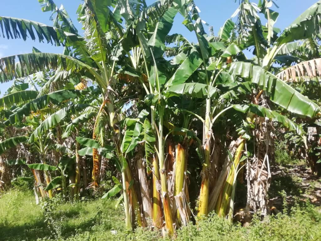 José Manuel: un destacado campesino camagüeyano