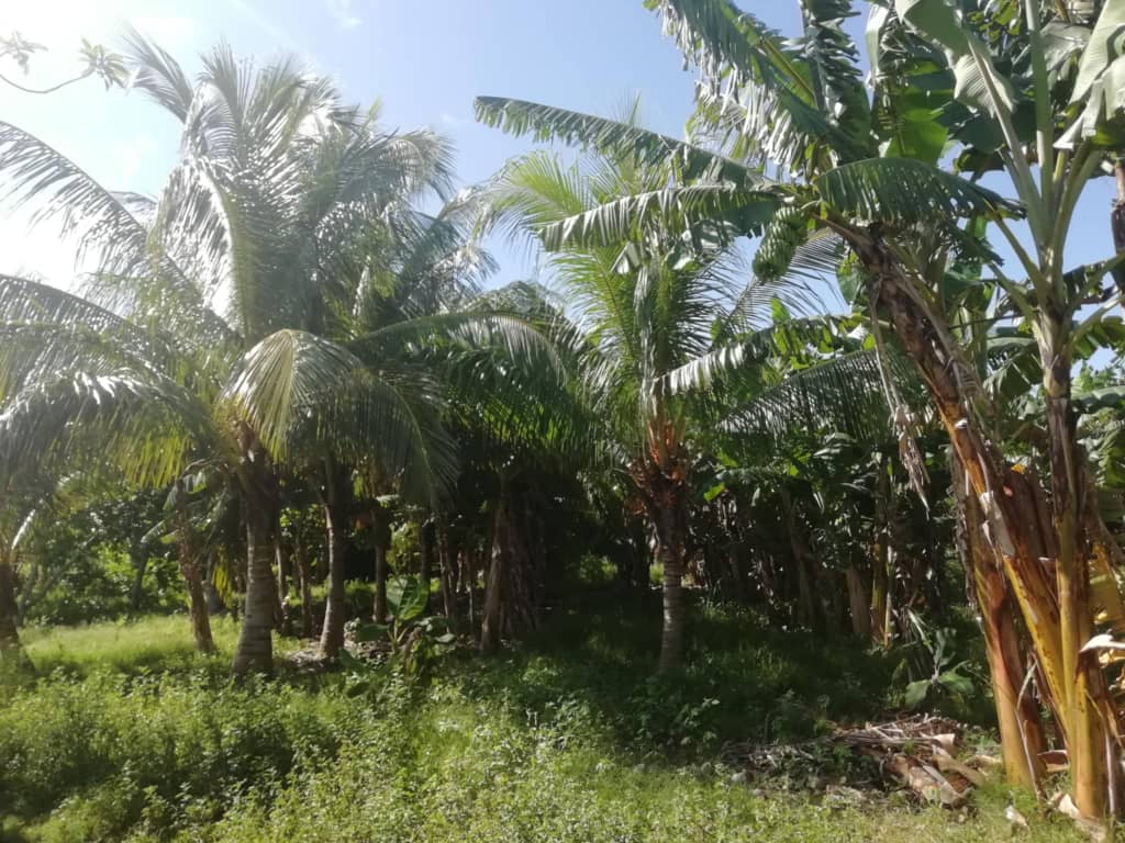 José Manuel: un destacado campesino camagüeyano