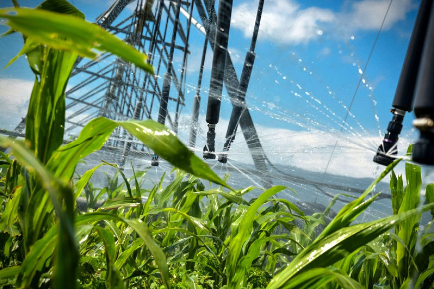 Ciencia camagüeyana aporta al desarrollo agroalimentario 
